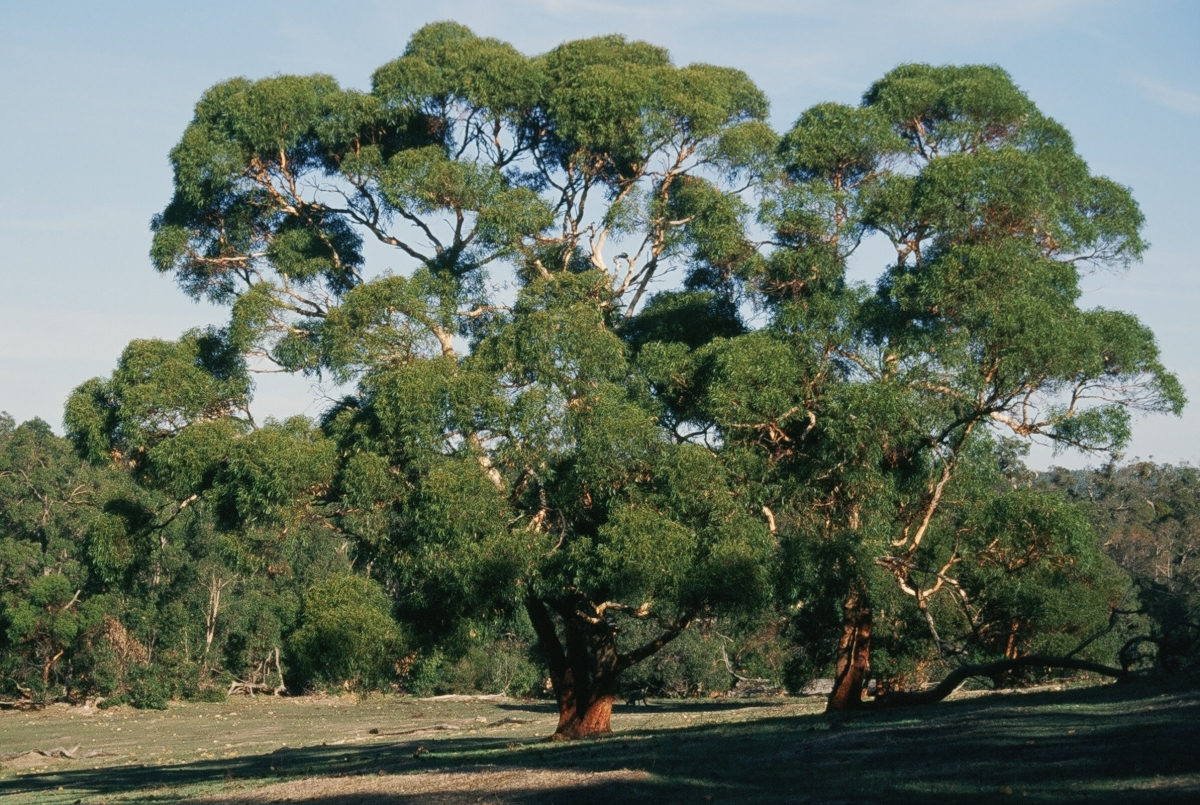 Salmon white gum (Eucalyptus lane-poolei) - Robert Powell Tree Pictures